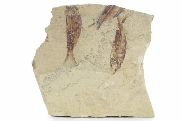 Fossil Fish (Gosiutichthys) Mortality Plate - Wyoming #357153